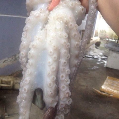 Octopus