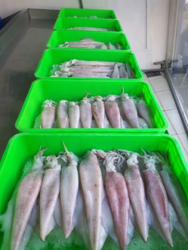 Squid