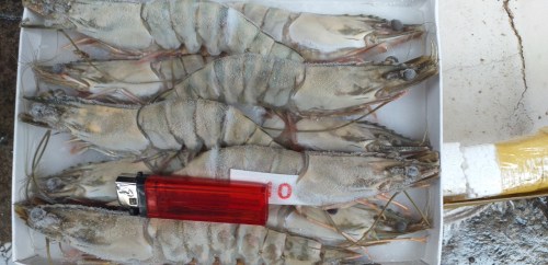 Sea food