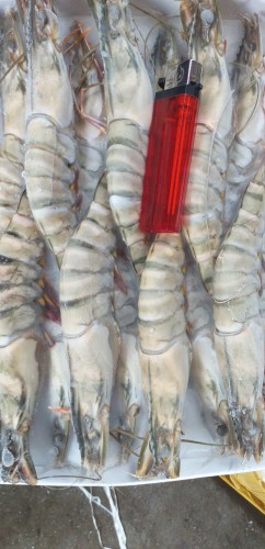 Sea food