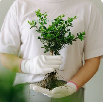 Greenery supplier