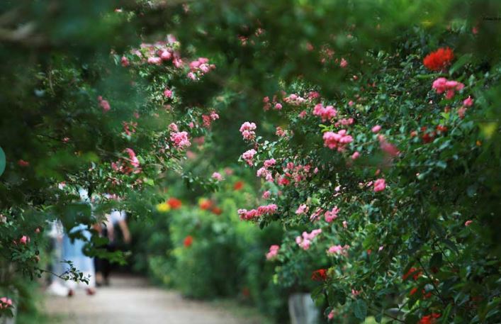 Flower pathway