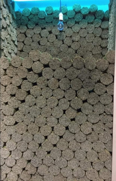 Dried grass straw