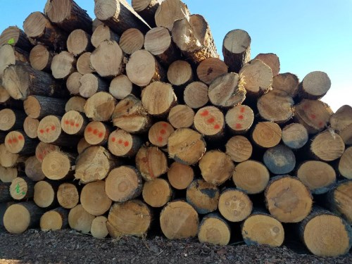 North American Oak Logs