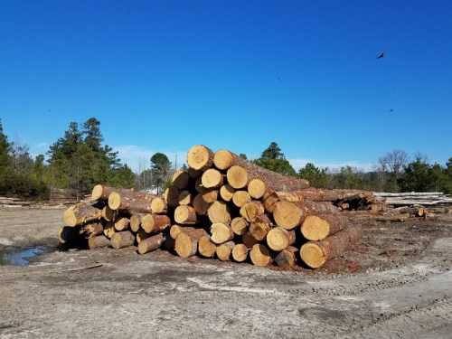 North American Oak Logs
