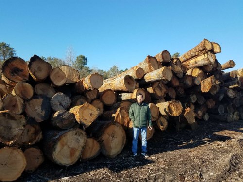 North American Oak Logs