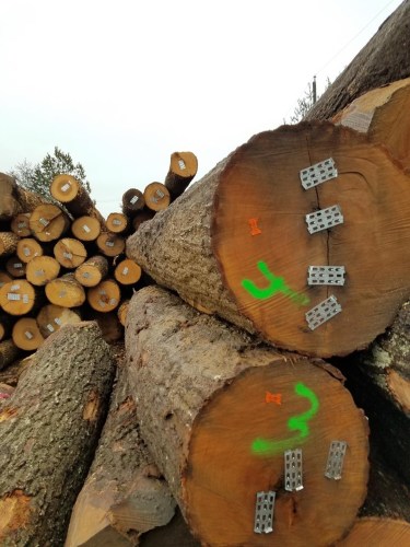 North American Oak Logs