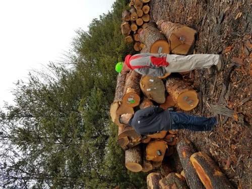 North American Oak Logs