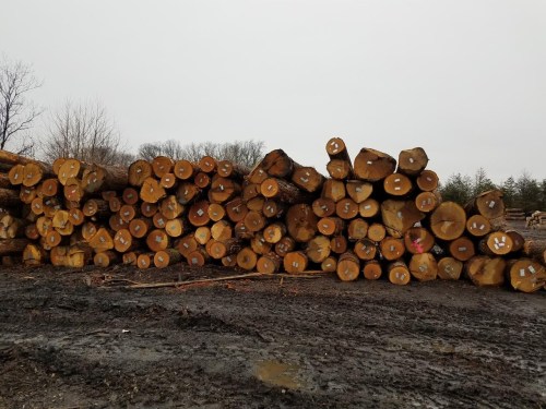 North American Oak Logs