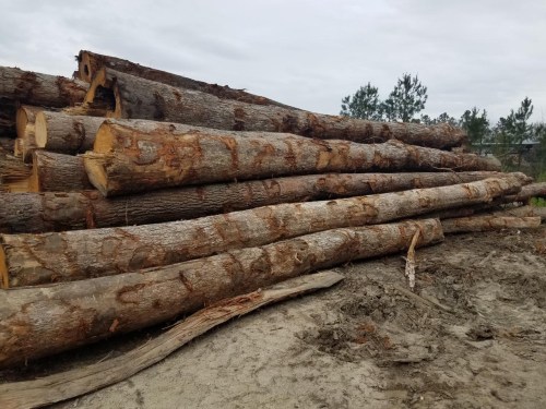 North American Oak Logs