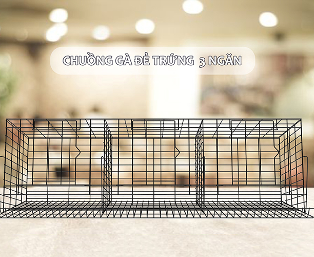 Laying eggs chicken cage