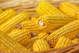 Yellow corn