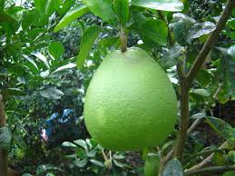 Pomelo