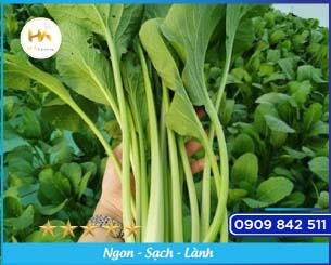 Yu Choy