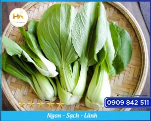 Bok Choy