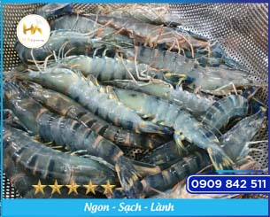 Fresh Shrimp