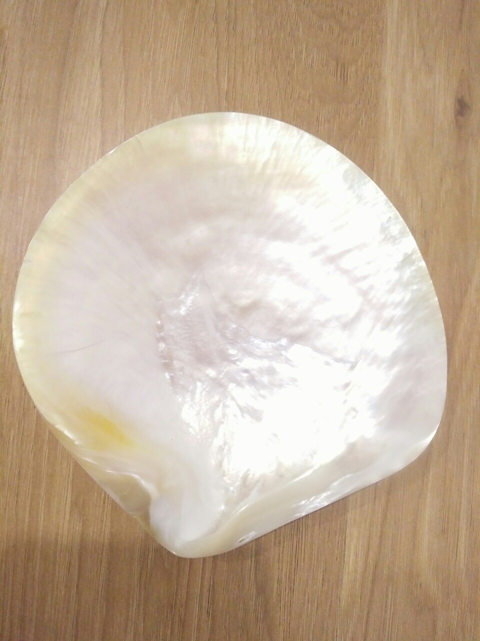 Mussel shell dishes