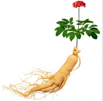 Ginseng stem cells