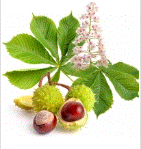 Chestnut extract
