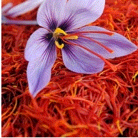 Saffron flower extract