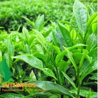 Green tea extract