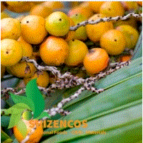 Palm tree extract