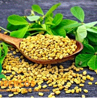 Fenugreek extract