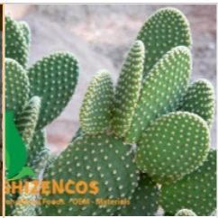 Cactus extract