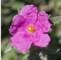 Rose stem cells