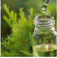 Melaleuca tea essential oil