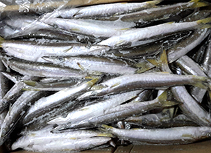 Barracuda Fish