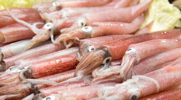 Egg Squid