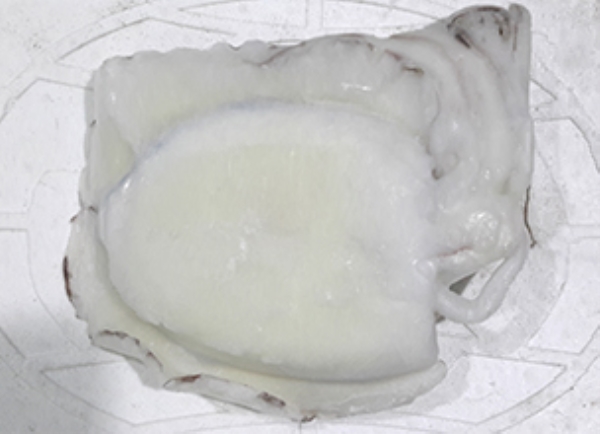 Clean Cuttlefish