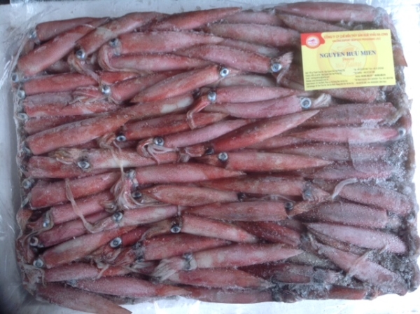 Loligo Squid