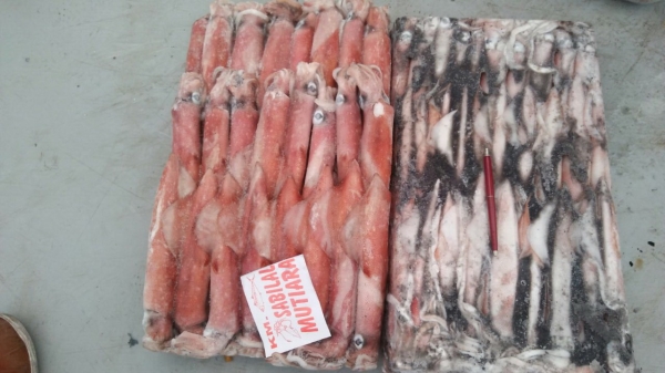 Sea Frozen Loligo Squid