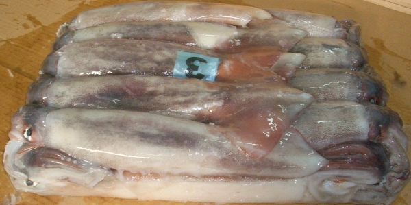 Shortfin Squid