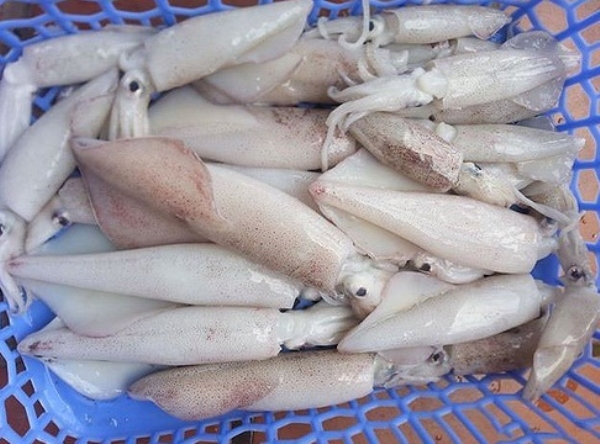 Land Frozen Loligo Squid