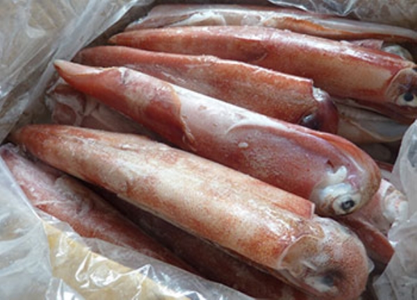 Loligo Squid