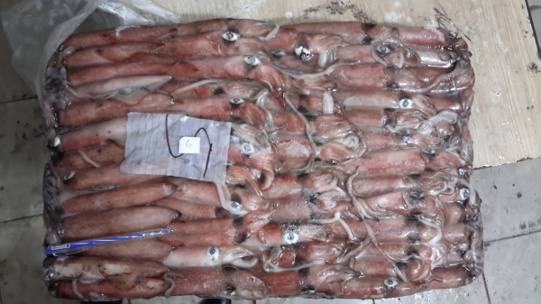Whole Squid