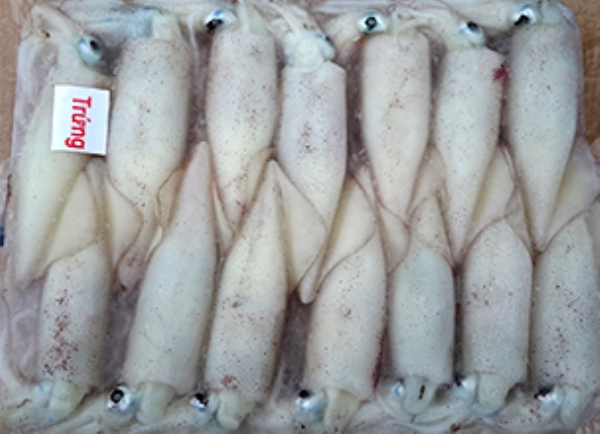Loligo Squid