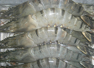 Giant Tiger Prawn