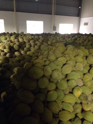 Durian for Export