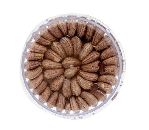 Bazan cashew nuts