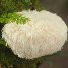 Organic Hericium Erinaceus Extract