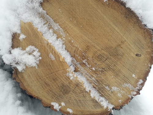 Oak Log