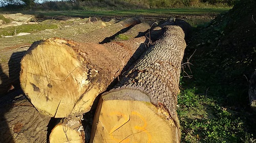 Oak Log