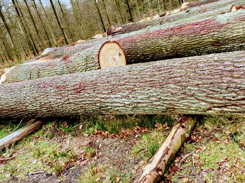 Oak Log