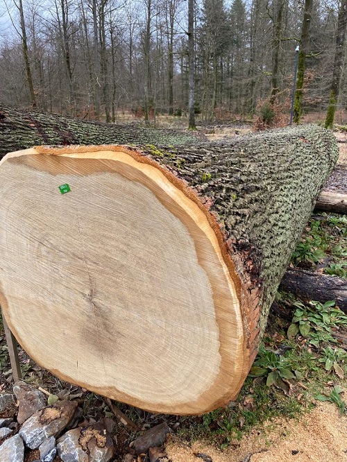 Oak Log