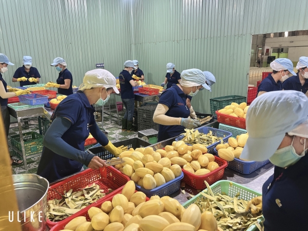Soft dried mango production