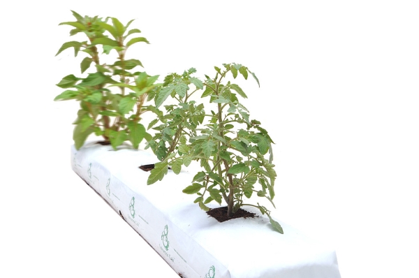 Coco Peat